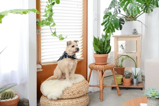 Architecture for pets: how to design pet-friendly spaces